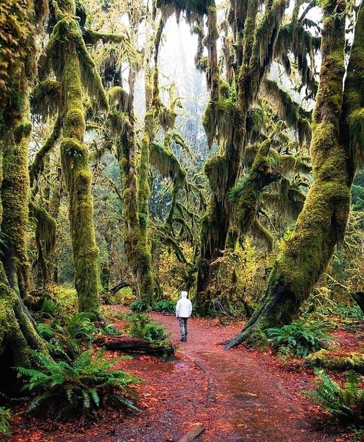 Walking through the Hoh Rainforest, Olympic Peninsula Loop